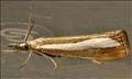 1314 (63.1) Catoptria margaritella